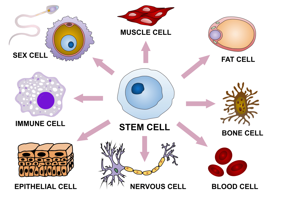 Stem Cell